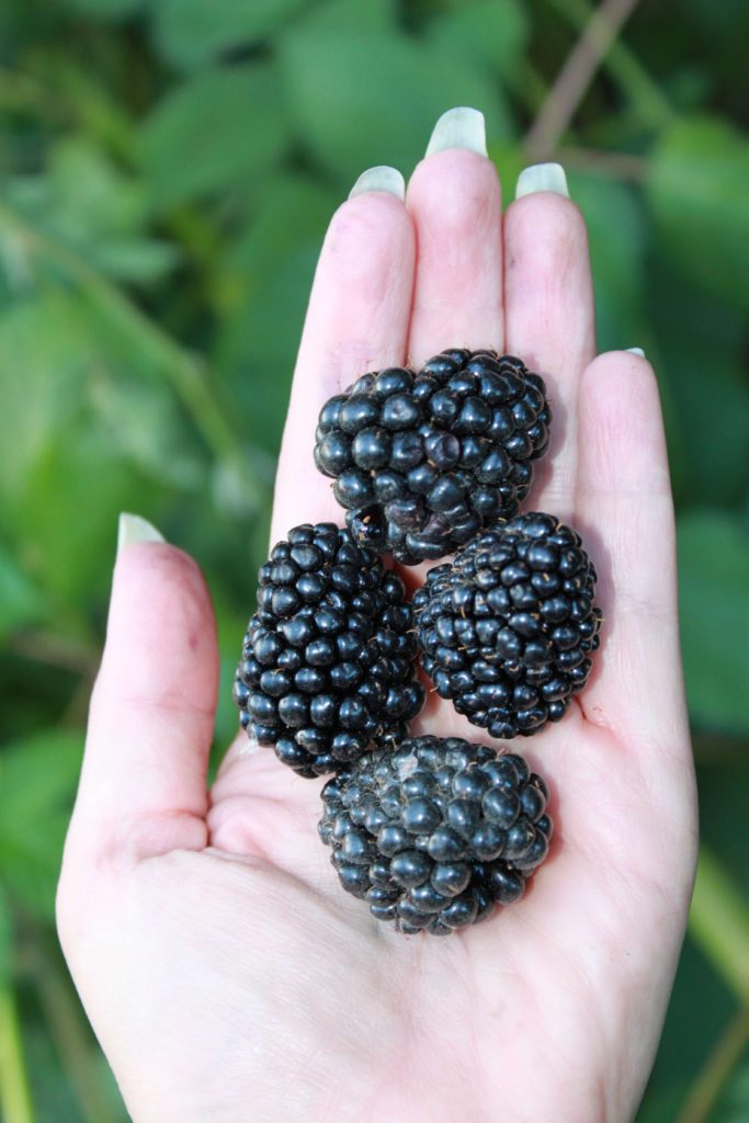 Blackberries with Soil Diva