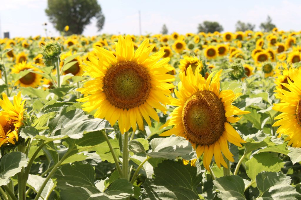 Grow Huge Sunflowers