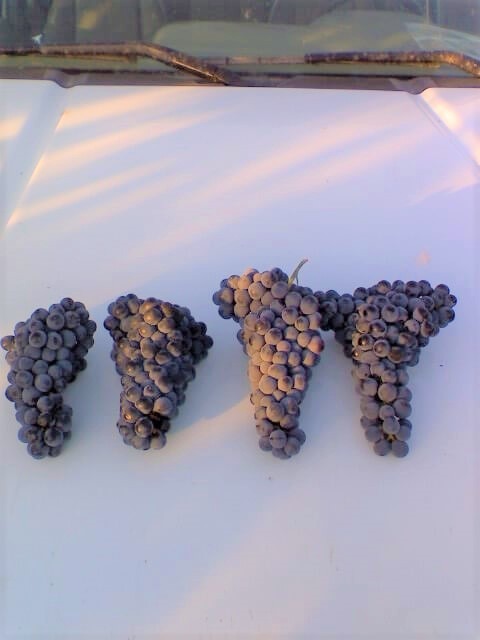 Grapes with Soil Diva