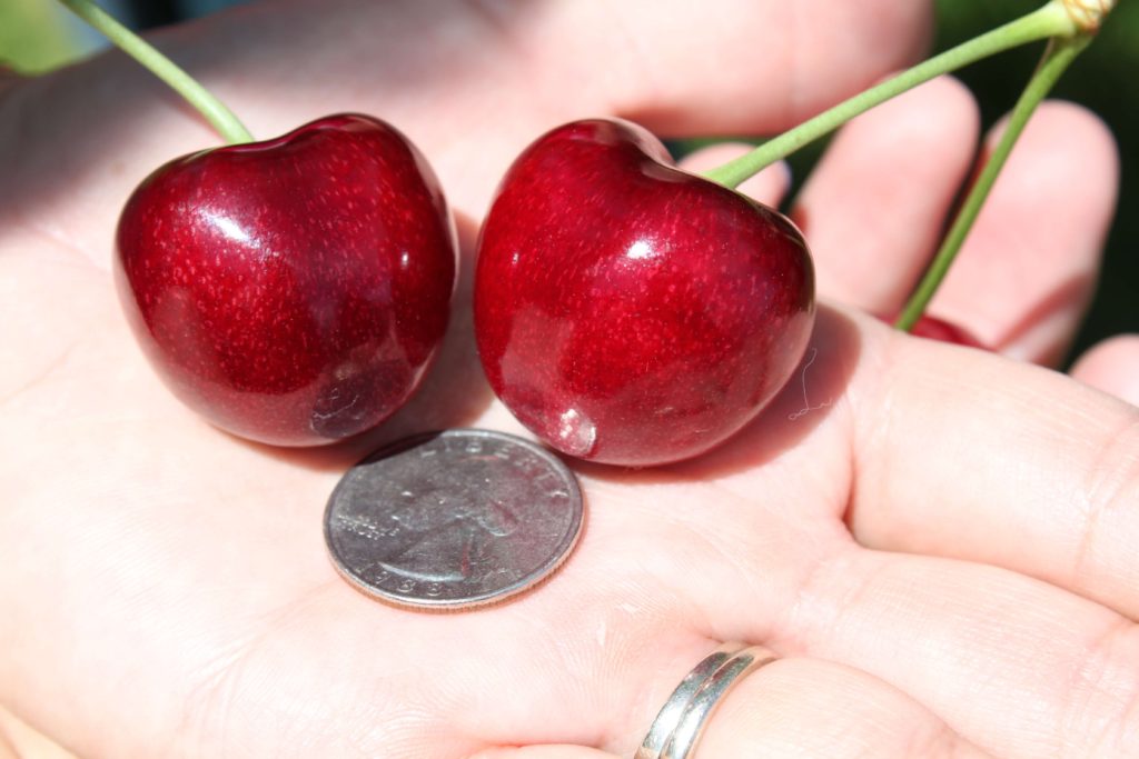 Huge cherries with Soil Diva