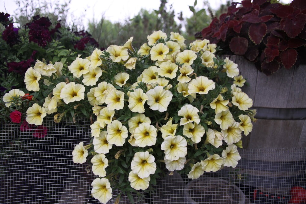 Grow Huge Flower Baskets