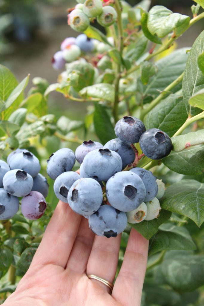 Bigger Blueberries with Soil Diva