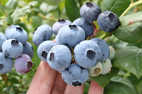 Beautifully plump and healthy blueberries on the vine